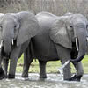 Elephants on Safari, Kenya.